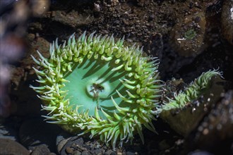 Tide pool with Giant Green Sea Anemone