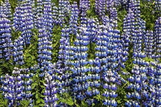 Blue flowering blue flowering Nootka lupins