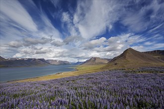 View on fjord landscape