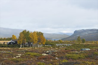 tundral landscape in autumn