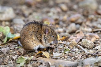 Striped field mouse