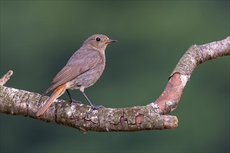 House redstart