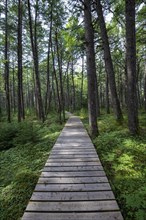 Wooden walkway through light coniferous forest in Kejimkujik National Park