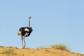 Ostrich