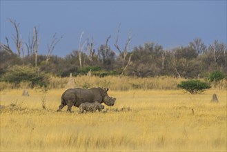 White rhinoceros