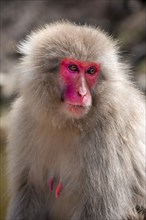 Japanese macaque