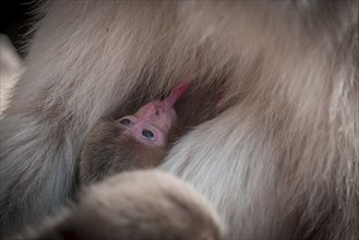 Japanese macaque