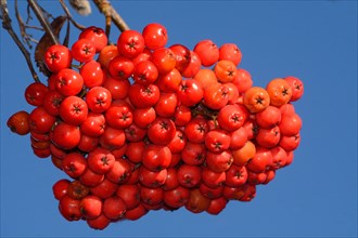 European rowan