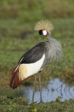 Gray crowned-crane