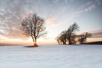 Bald beeches in the snow at sunset