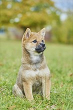 Shiba