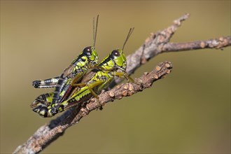 Green Mountain Grasshopper