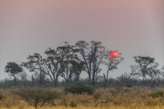 Bush landscape with setting red sun