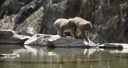 Two Japanese macaque