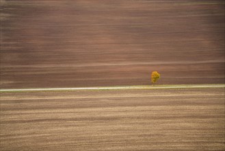 Freshly ploughed field and lonely tree in autumn