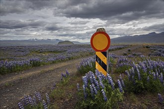 Closed path through flowering Lupins