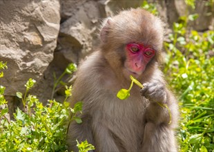 Japanese macaque