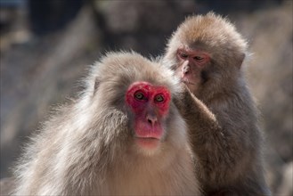 Two Japanese macaque