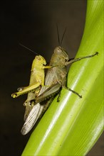 Long-horned grasshoppers