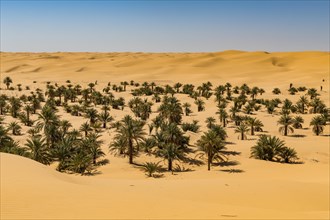 Palm grove in the sanddunes