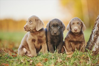 Labrador Retriever puppies sitting on a meadow in autumn