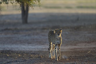 Cheetah