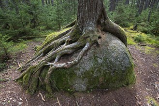 Tree roots cling to a boulder