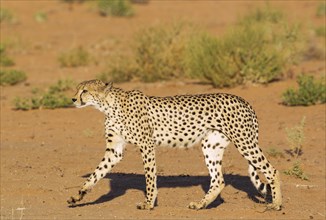 Cheetah