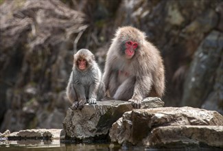 Two Japanese macaque