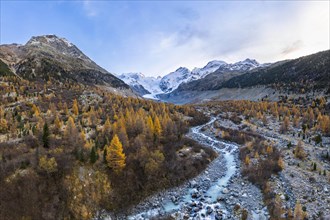 Autumn larch forest in the valley of the Morteratsch glacier
