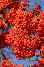 European rowan