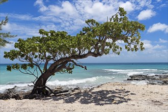 Slate tree on the beach