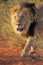 Kalahari lion