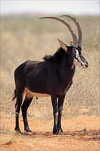 Sable antilope