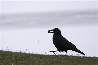 Raven crow