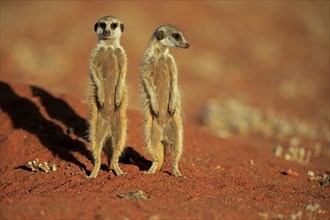 Two Meerkats