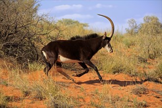 Sable antilope