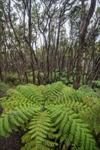 Forests with tree ferns