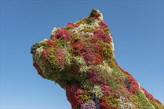 Puppy sculpture from flowering plants by Jeff Koons outside Guggenheim Museum Bilbao