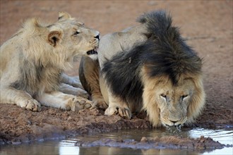 Kalahari lions