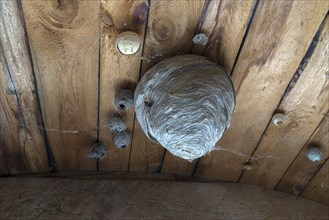 Wasp nests on a wooden ceiling