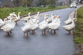 White Domestic geese