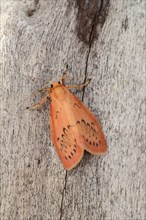 Rosy Footman Moth