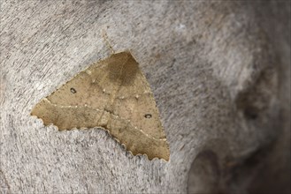 Scalloped Hazel Moth