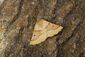 Scalloped Oak Moth