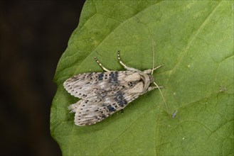 Wormwood Moth
