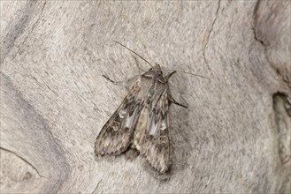Scarce Wormwood Moth
