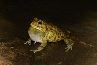 Eastern Olive Toad
