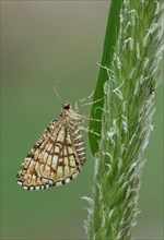 Latticed Heath Moth