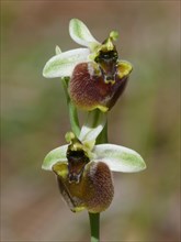 Levant Orchid